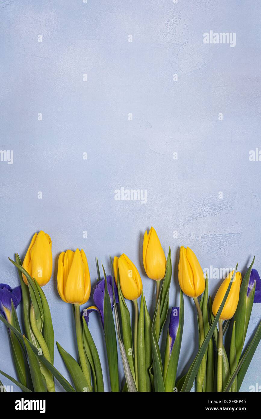 Bright yellow tulip and blue iris natural flowers with green leaves on blue textured concrete. Seasonal background with fresh natural flower flat lay Stock Photo