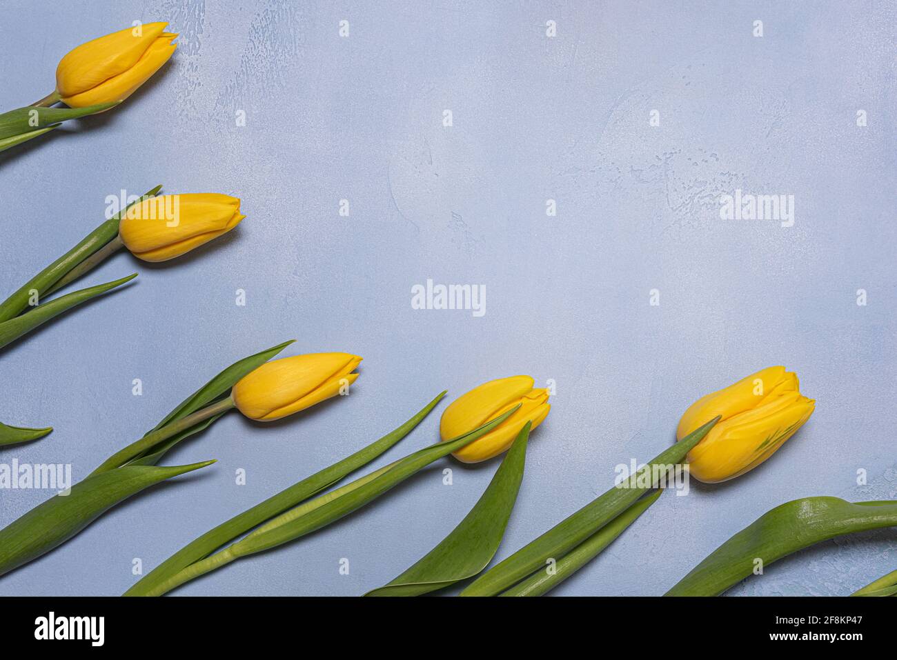 Group of natural yellow tulip flowers with green leaves on blue textured concrete. Seasonal background with fresh natural flower flat lay arrangement Stock Photo