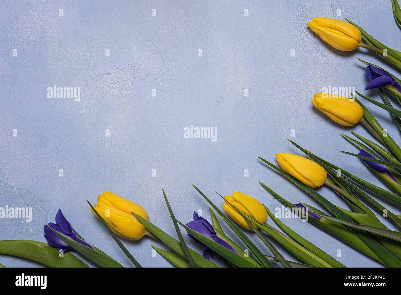 Frame with yellow tulip and blue iris flowers with green leaves on blue textured concrete. Seasonal background with fresh natural flower flat lay and Stock Photo