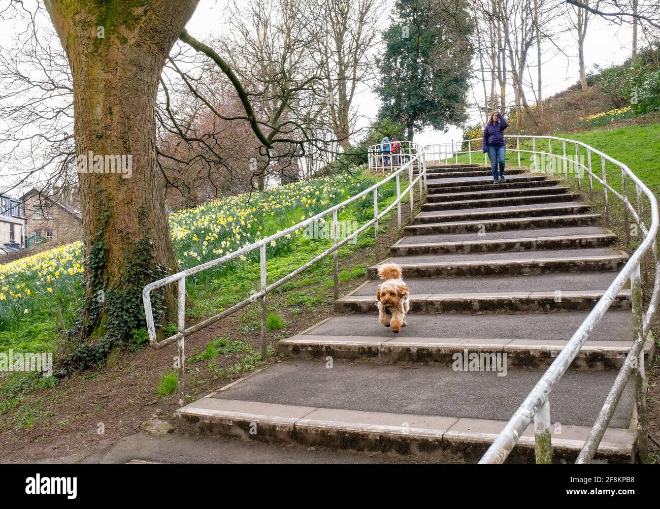 A walker with her dog walk down the daffodil lined pathway in Sheffield