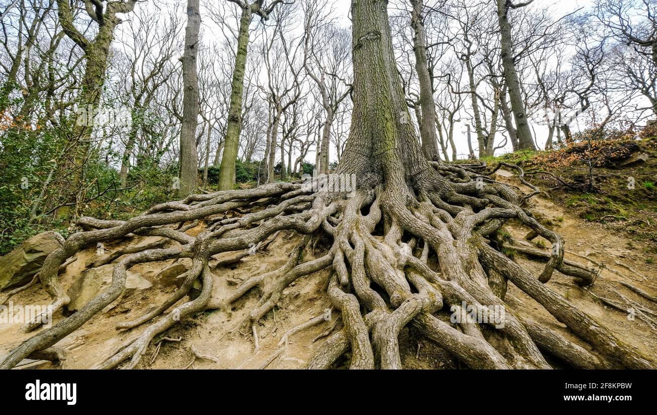 Tree Sprawling Roots Massive trees roots sprawl over dry earth in Sheffield's Endcliffe Park ...