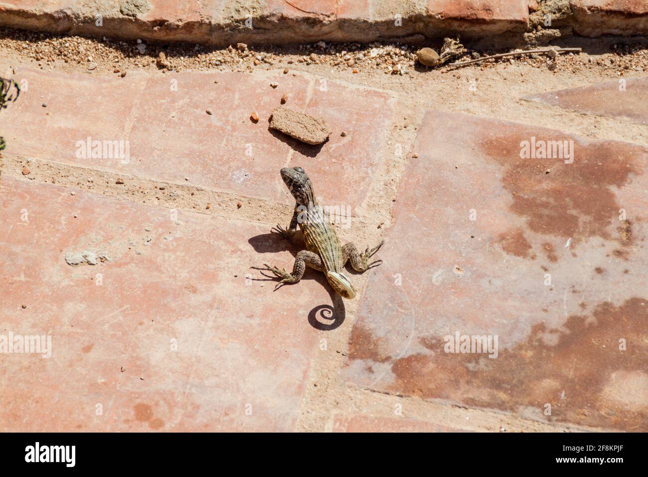 Curly-tailed lizard (Leiocephalus) in Trinidad, Cuba Stock Photo