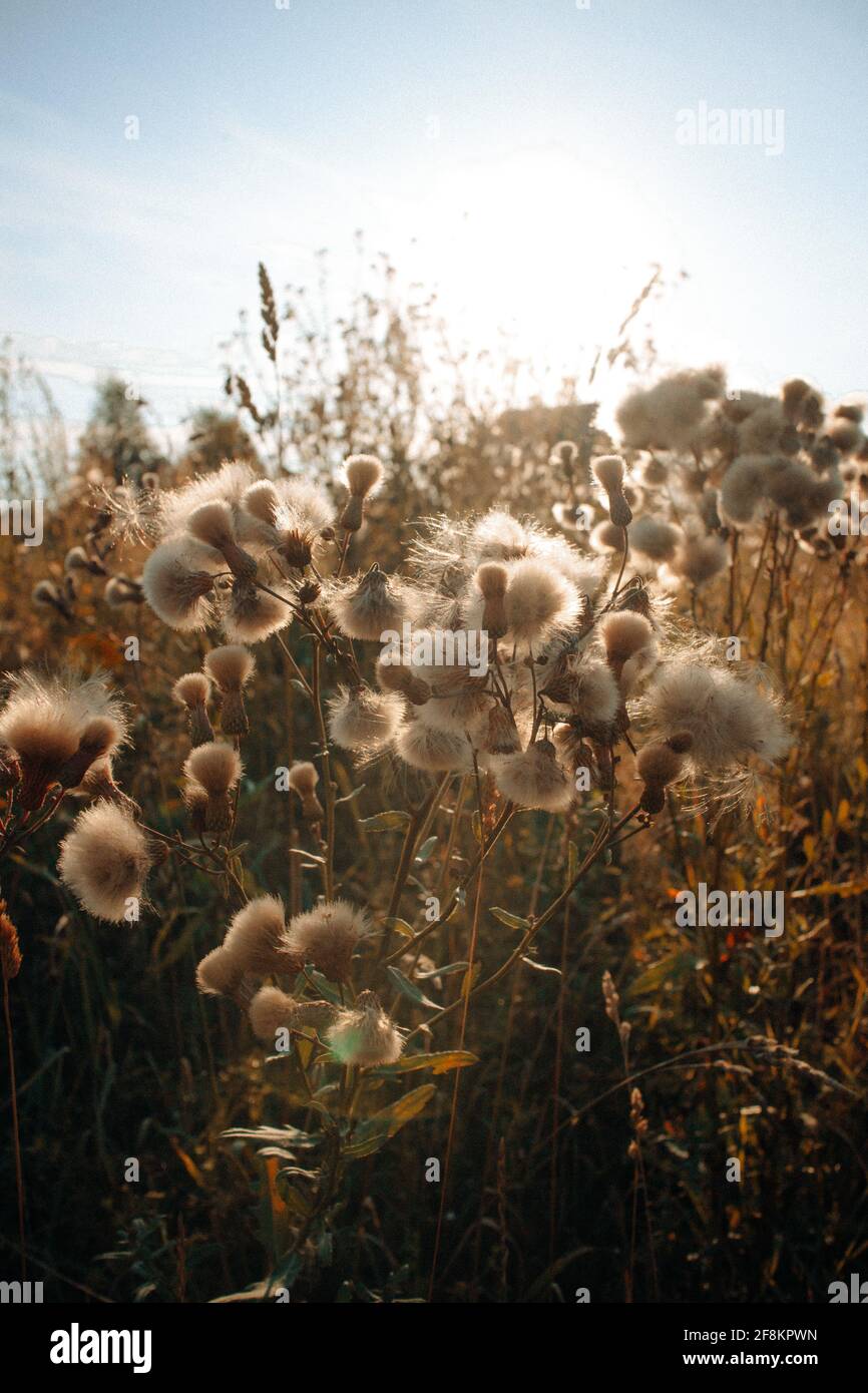Flowers with fluffy seeds on the meadow. Evening light, beautiful sunset, neutral colors, soft focus. Natural background, website banner. Stock Photo