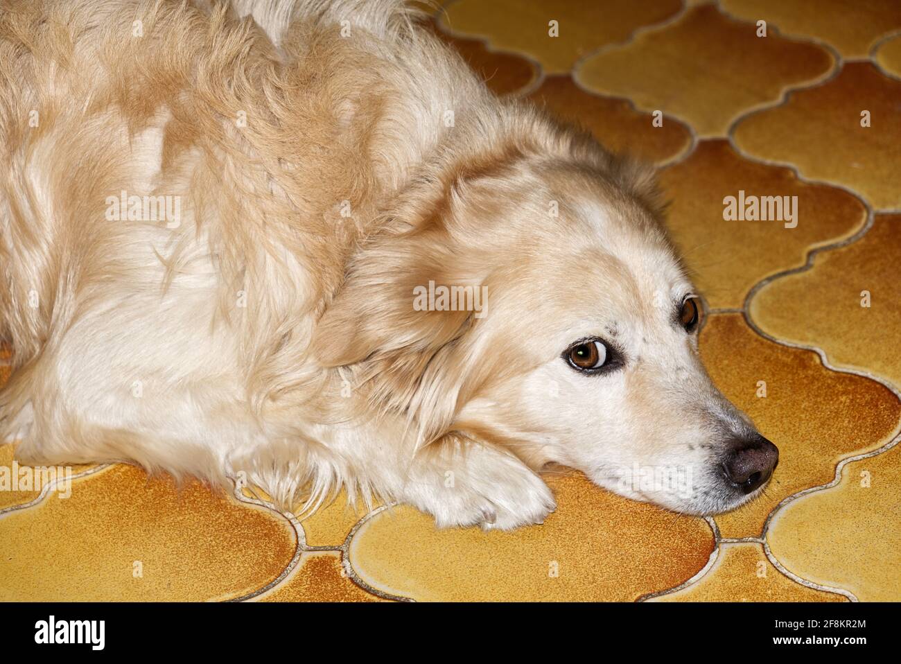a cuddly golden retriever breed dog looks straight into the camera Stock Photo