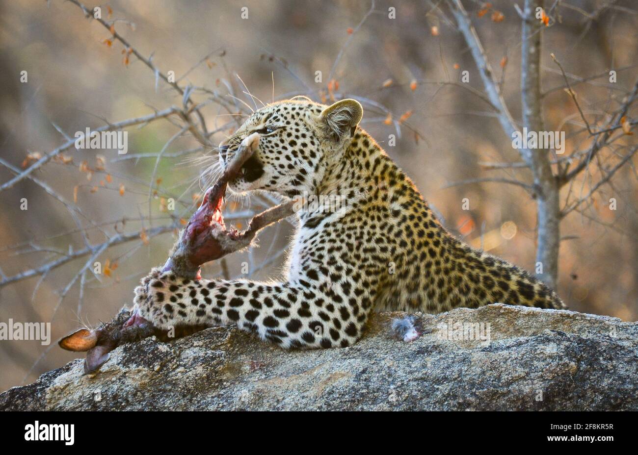 Flesh Eating Animals High Resolution Stock Photography and Images Alamy