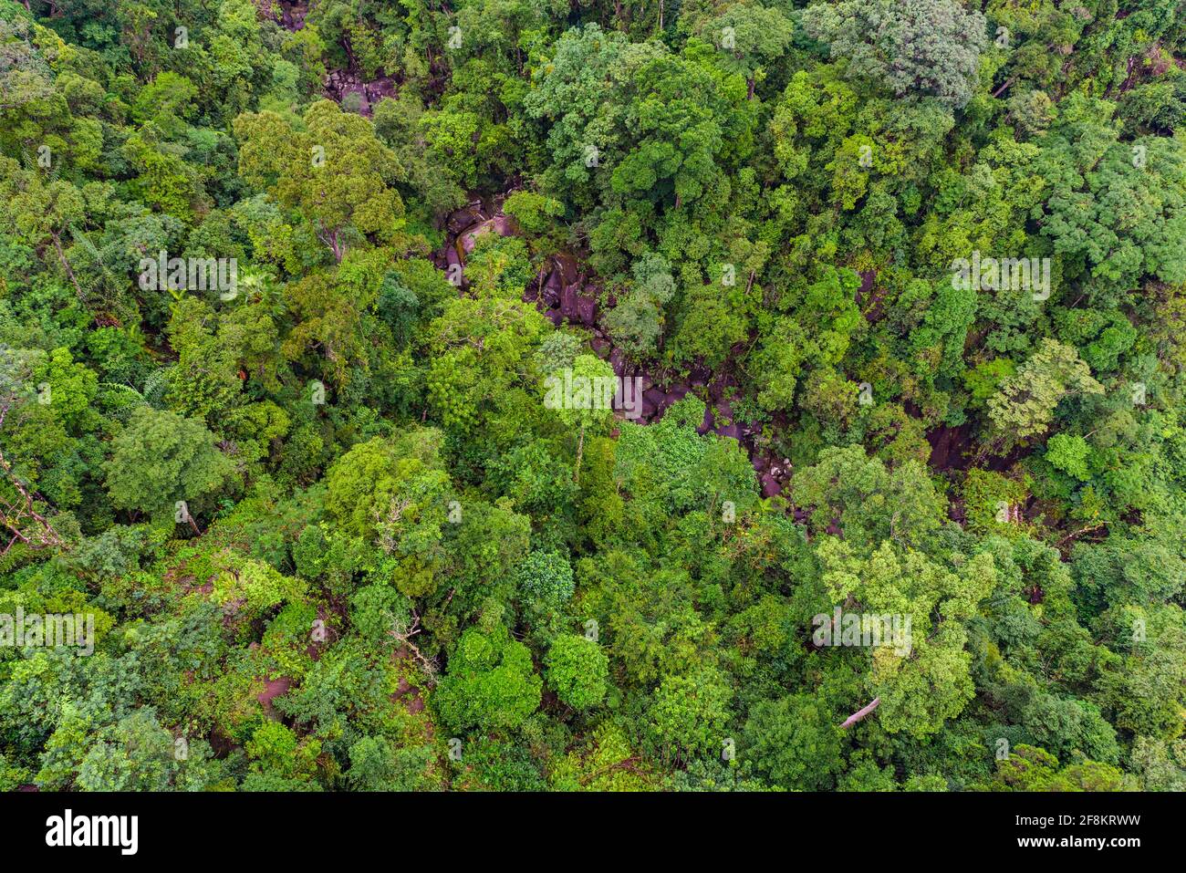 Aerial top view of tropical forest beautiful tranquil scenery in