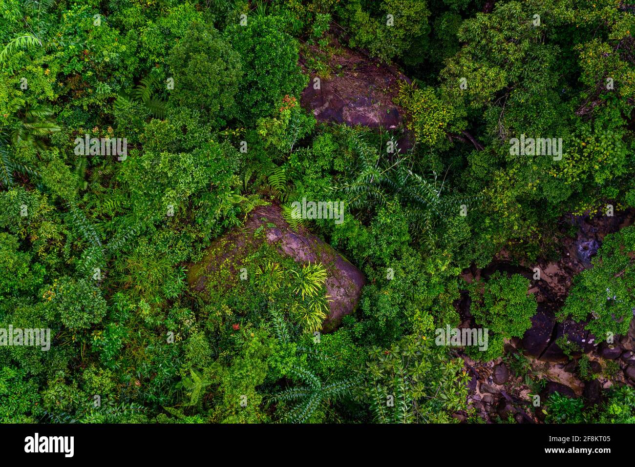 Aerial top view of tropical forest beautiful tranquil scenery in