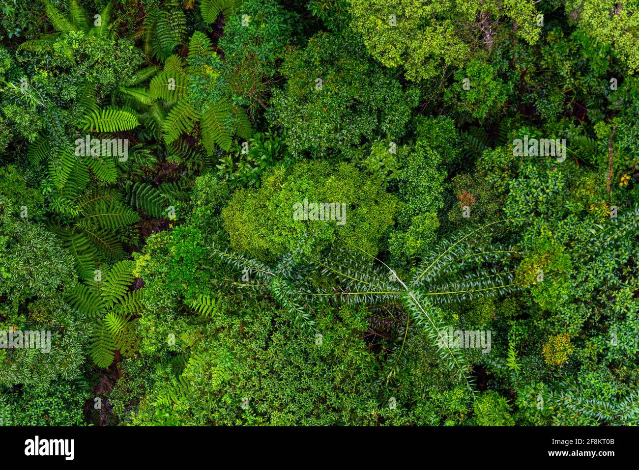 Aerial top view of tropical forest beautiful tranquil scenery in