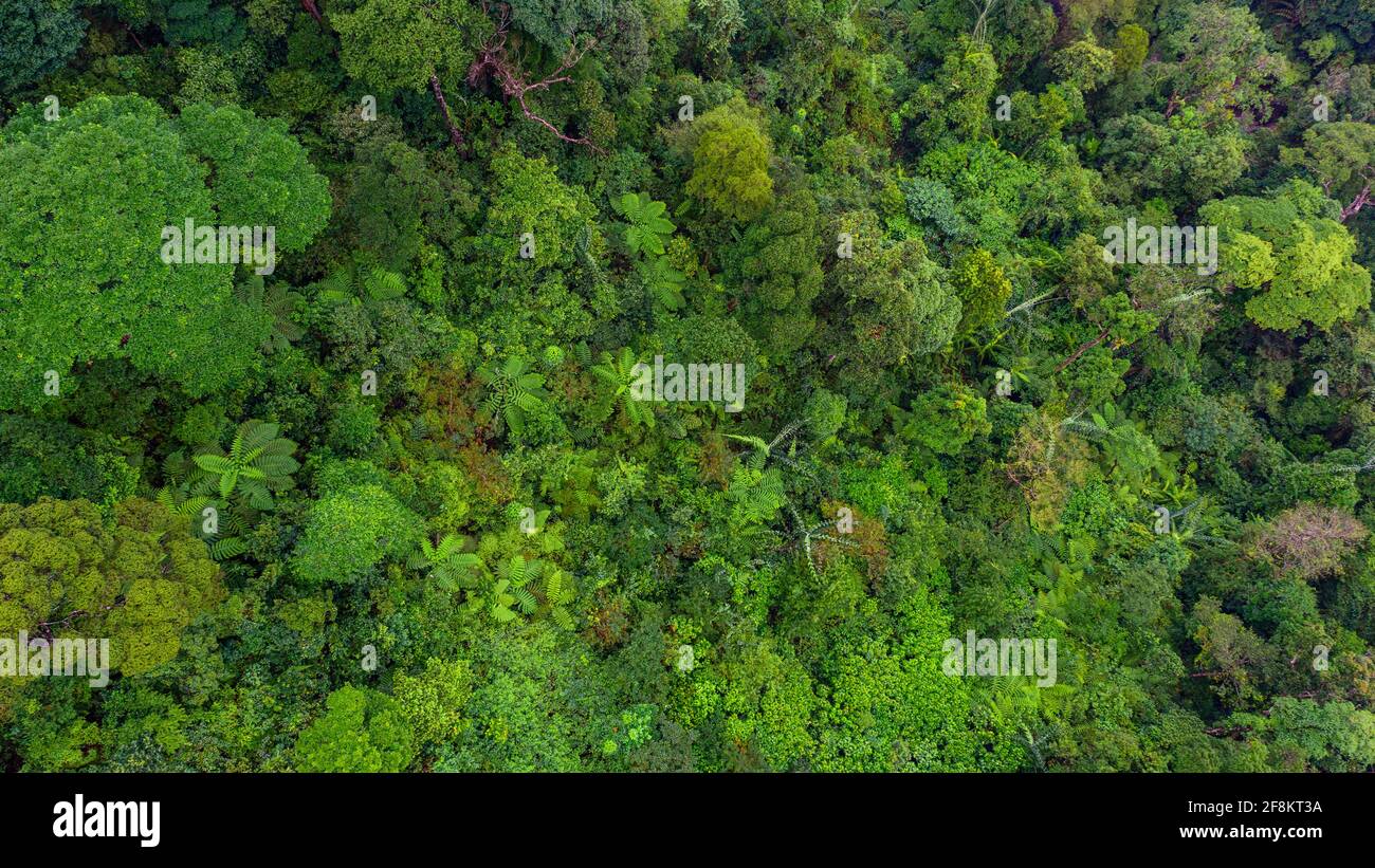 Aerial top view of tropical forest beautiful tranquil scenery in