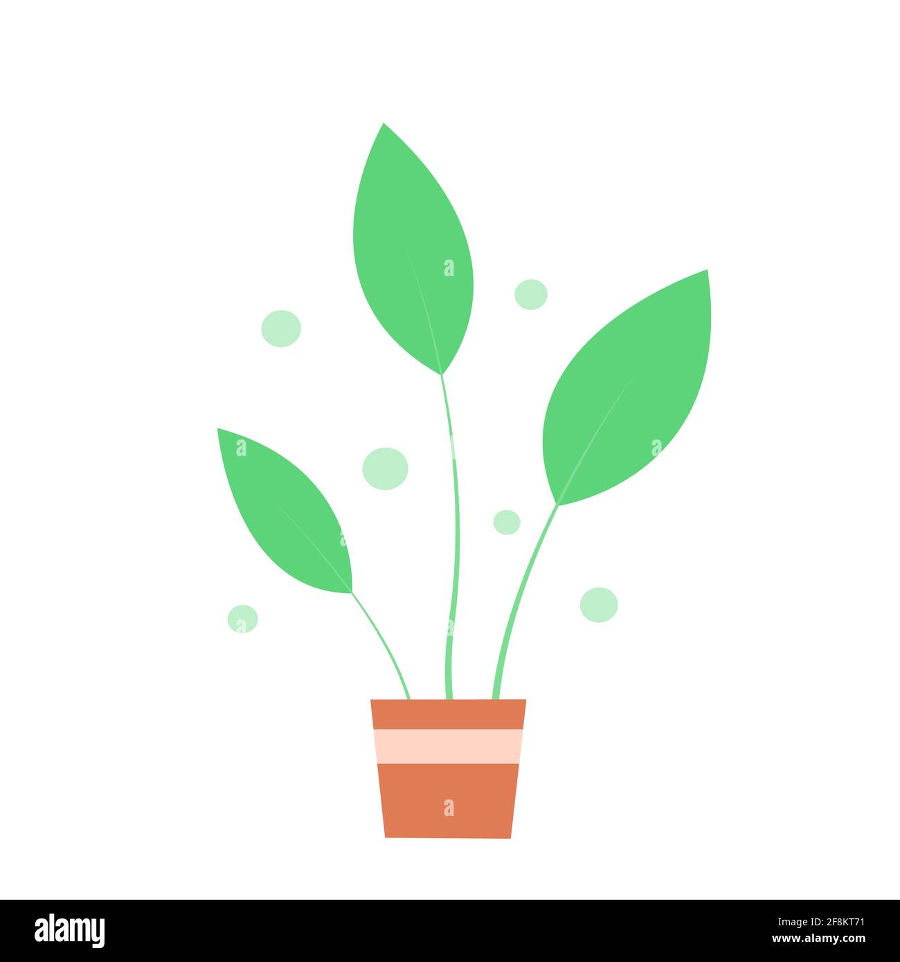 Indoor green plant in a pot on a white background. Vector isolated ...