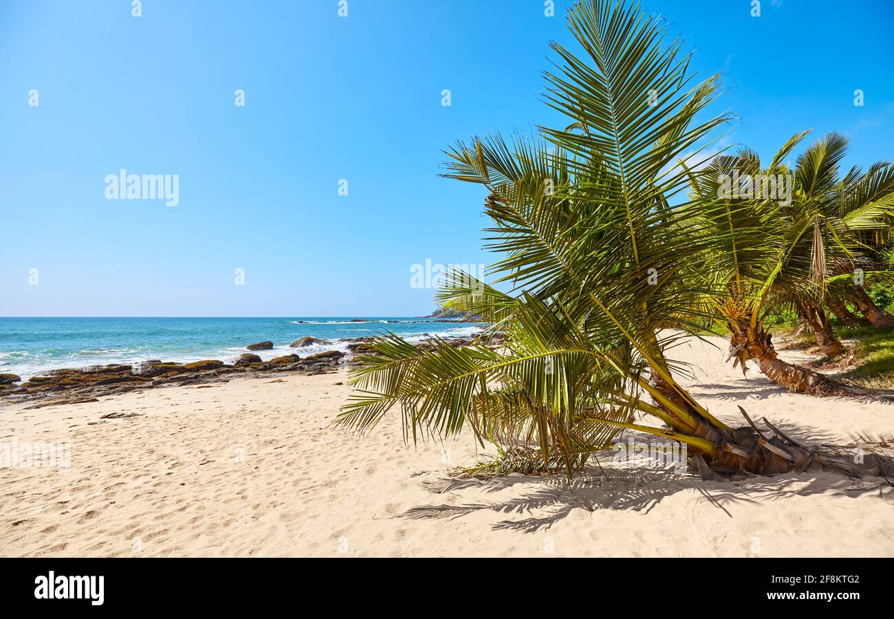 Palm trees on a tropical beach, summer vacation concept, Sri Lanka ...