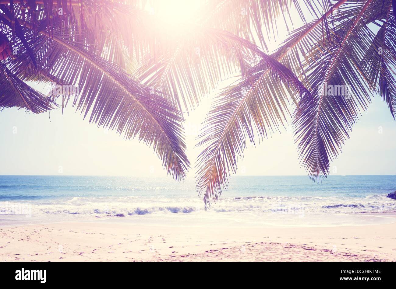 Sun shining through palm leaves, color toned picture Stock Photo - Alamy