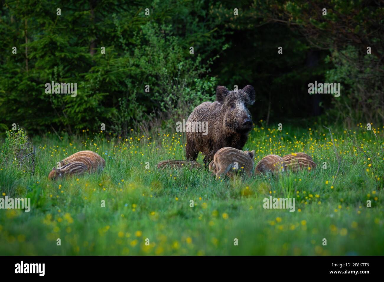 Wild boar female guarding her striped piglets while feeding on a green meadow Stock Photo
