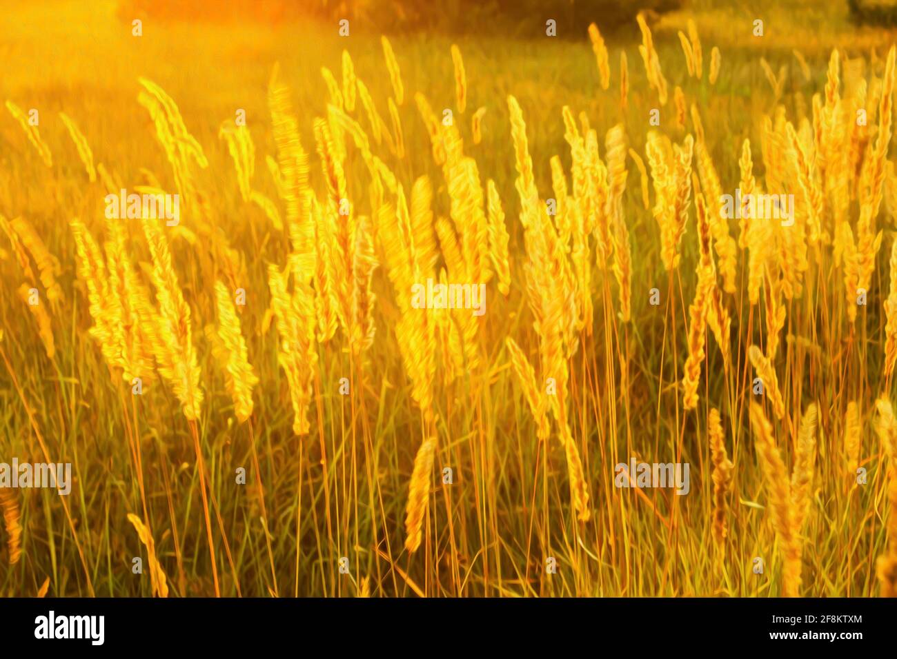 High meadow grass in the bright backlighting of setting sun as a texture Stock Photo
