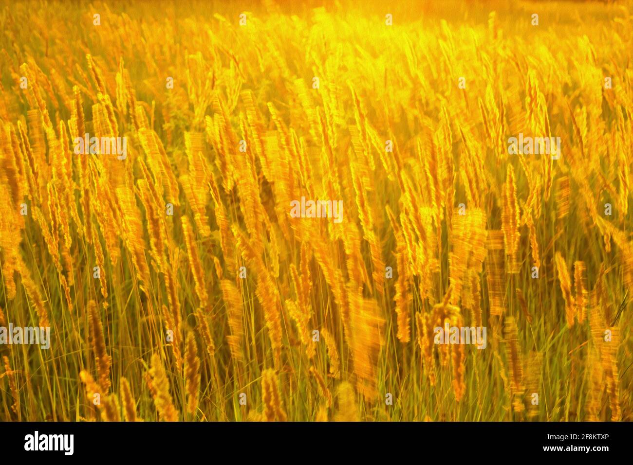 High meadow grass in the bright setting sun backlighting as a artistic textured illustration Stock Photo