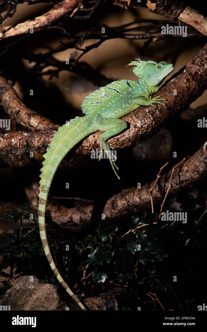 A large adult male Green Basilisk, Basiliscus plumifrons.  This lizard is native to Central America. Stock Photo