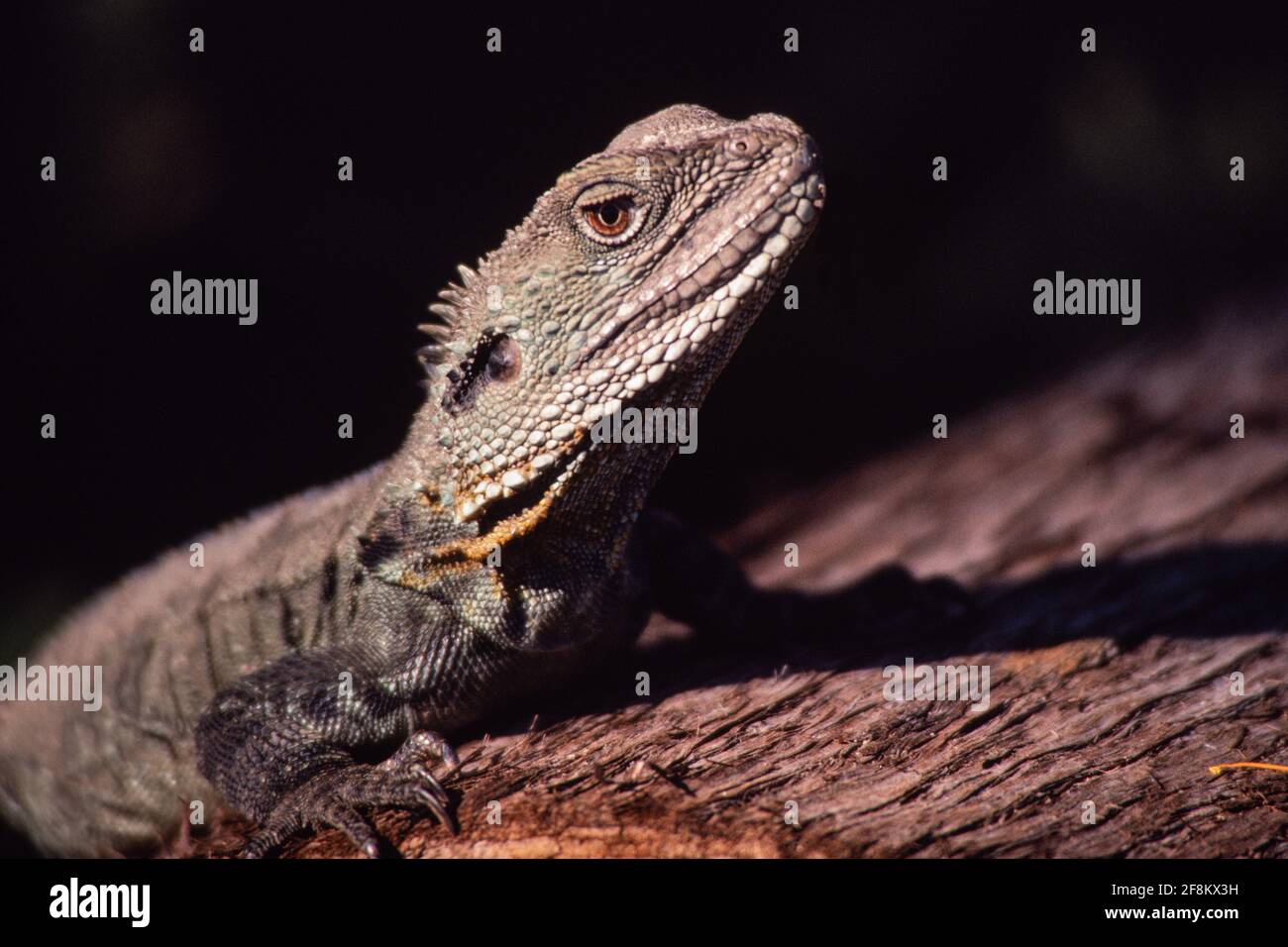 The Gippsland Water Dragon, Intellagama lesueurii howittii, is a subspecies of the Australian Water Dragon. Stock Photo