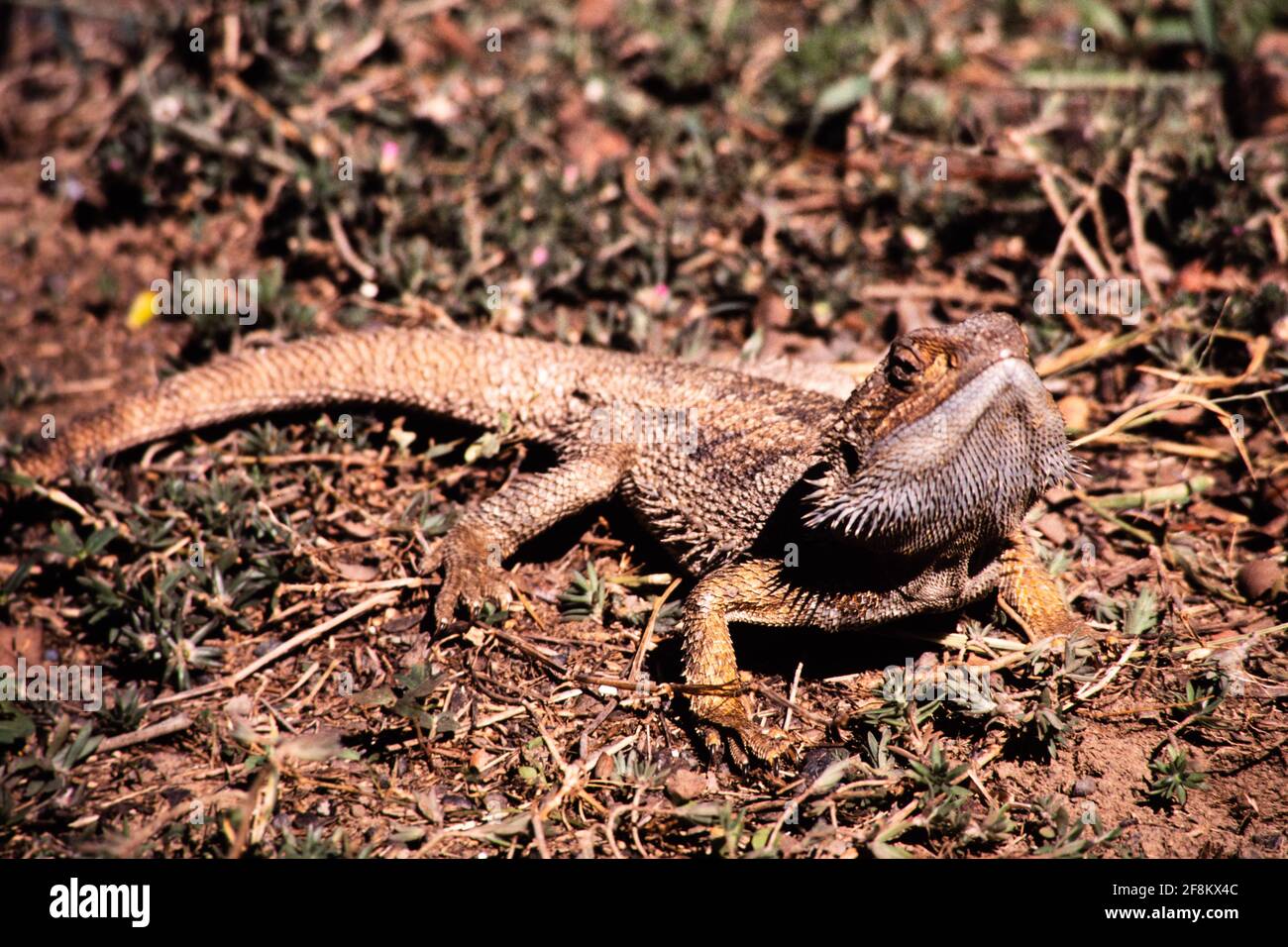 The Central Bearded Dragon, Pogona vitticeps, is native to arid Central Australia. Stock Photo