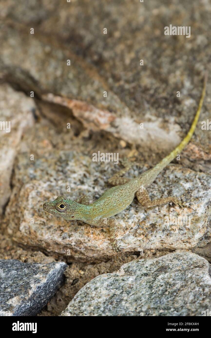 A Bark Anole, Anolis distichus, on a rock wall at Juan Dolio, Dominican Republic. Stock Photo
