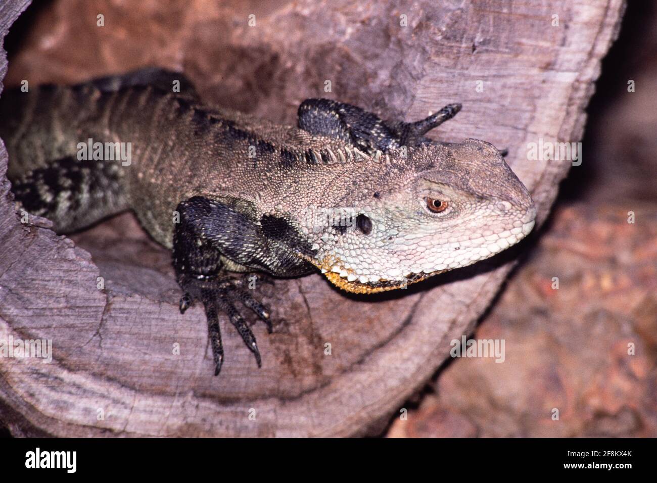 The Gippsland Water Dragon, Intellagama lesueurii howittii, is a subspecies of the Australian Water Dragon. Stock Photo