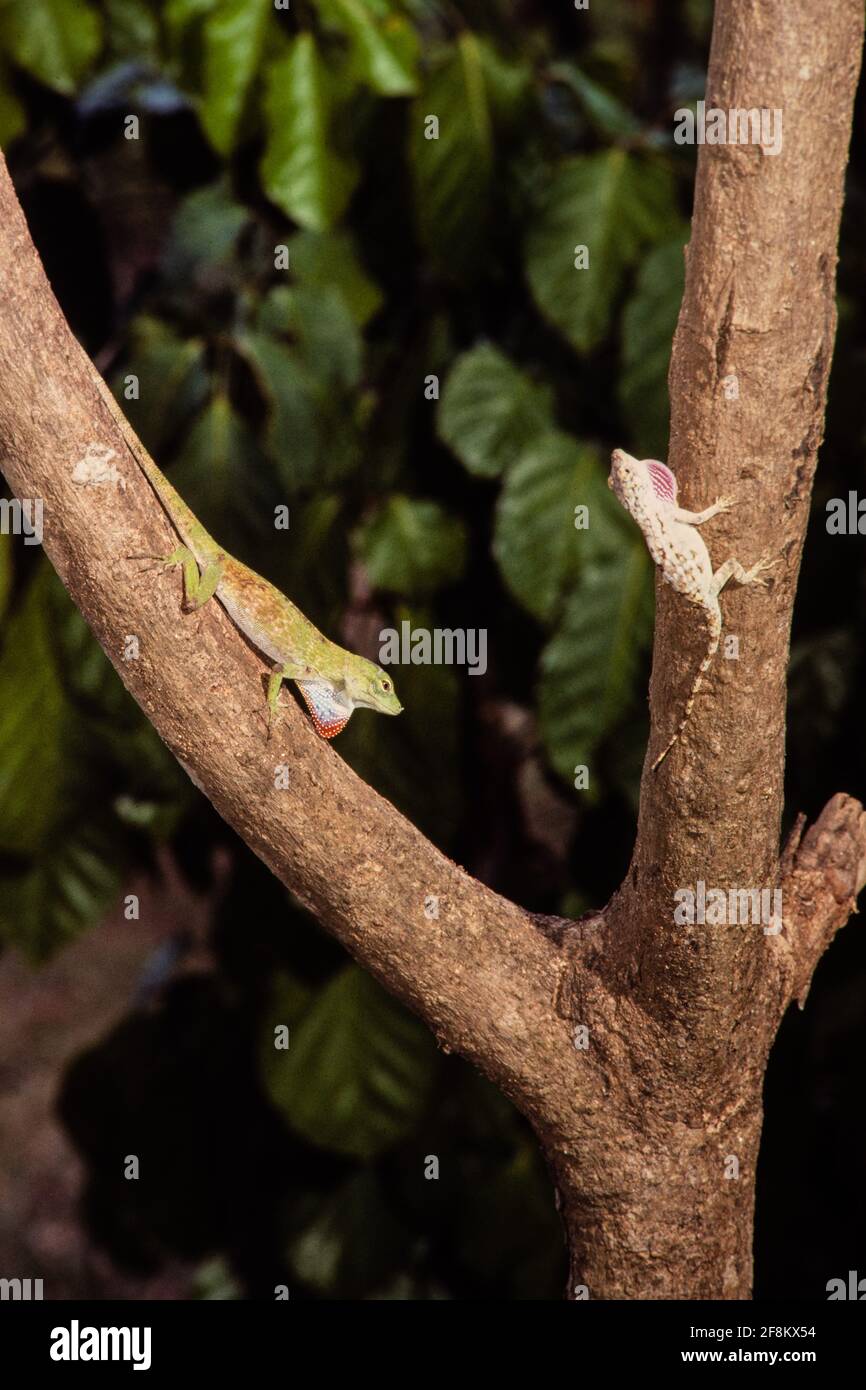 A male Neoptropical Green Anole, Anolis biporcatus, faces off against a male Lichen Anole on a tree branch in Panama. Stock Photo