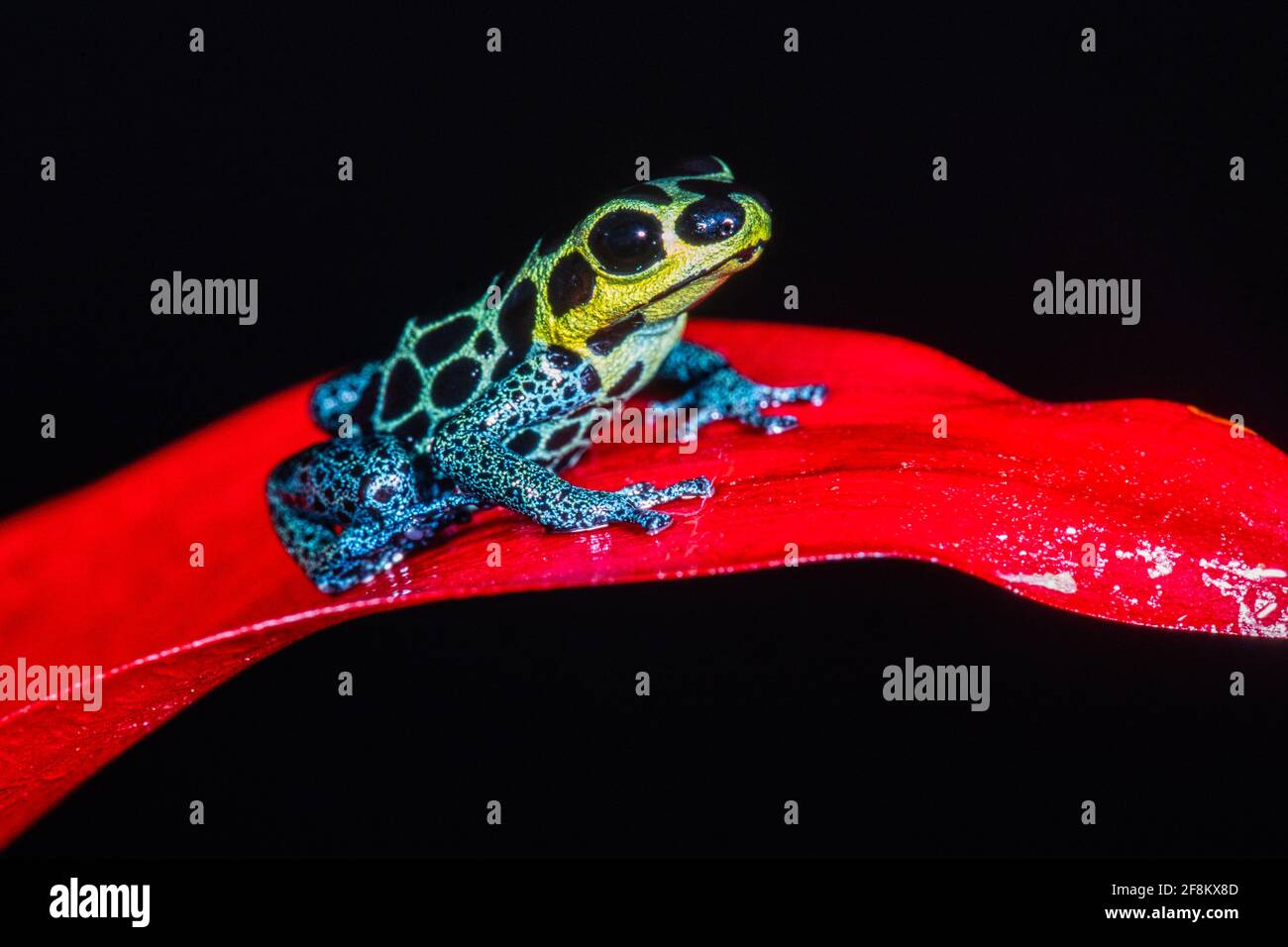 The Mimic Poison Frog, Ranitomeya imitator, formerly Dendrobates imitator, is a tiny poison frog found in Amazonian Peru. Stock Photo