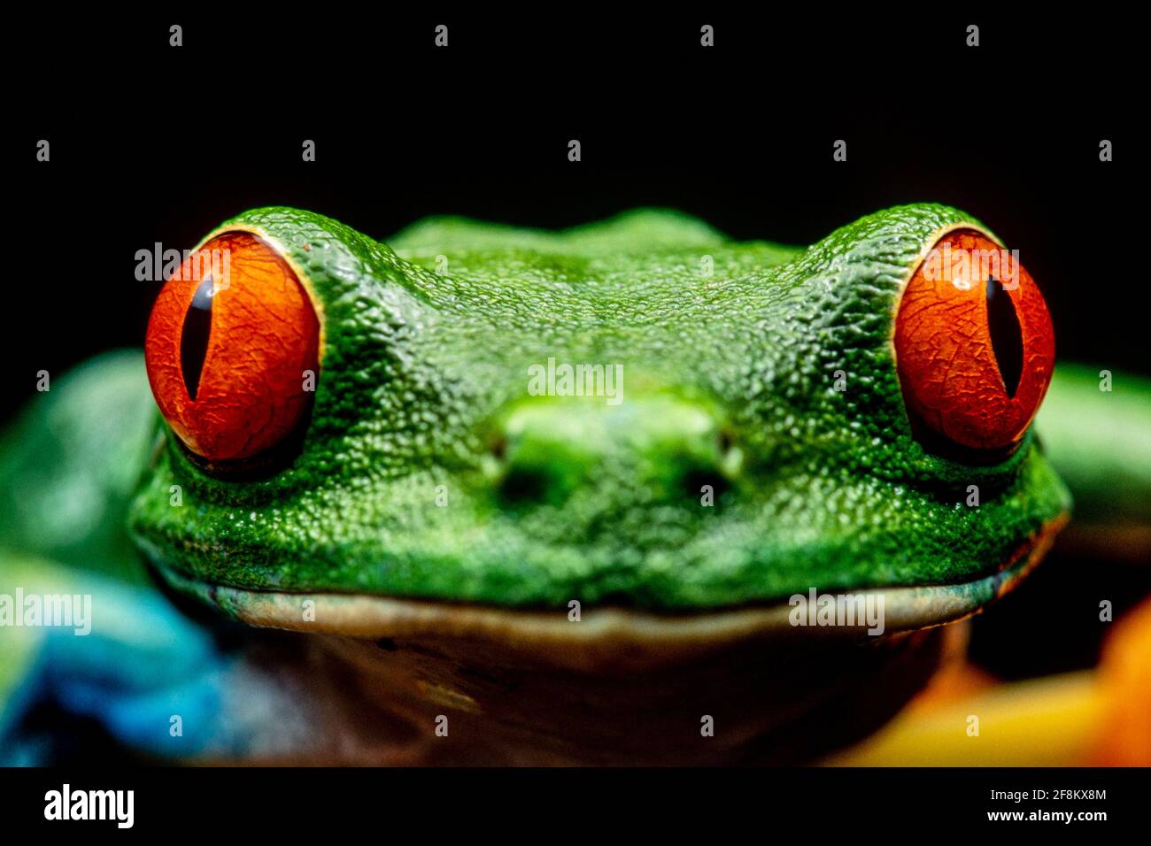 A close-up portrait of a Red-eyed Leaf Frog, Agalychnis callidryas.  These frogs are primarily nocturnal, sleeping during the day. Stock Photo