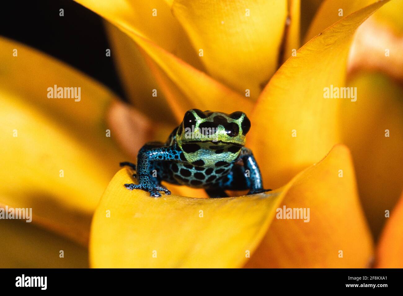 The Mimic Poison Frog, Ranitomeya imitator, formerly Dendrobates imitator, is a tiny poison frog found in Amazonian Peru. Stock Photo