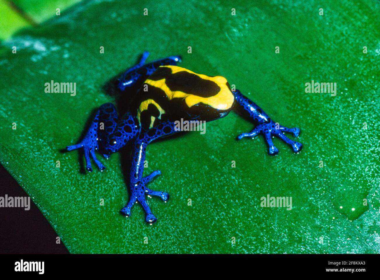 The Dyeing Poison Frog, Dendrobates tinctorius, is found in the tropical rainforests of Guyana, Suriname, French Guiana, and Brazil. Stock Photo