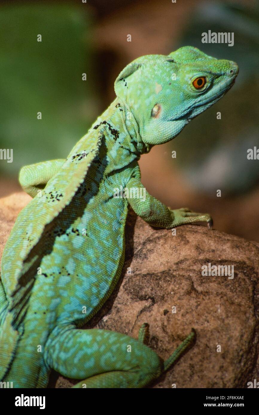 An adult female Green Basilisk, Basiliscus plumifrons.  They are native to Central America. Stock Photo
