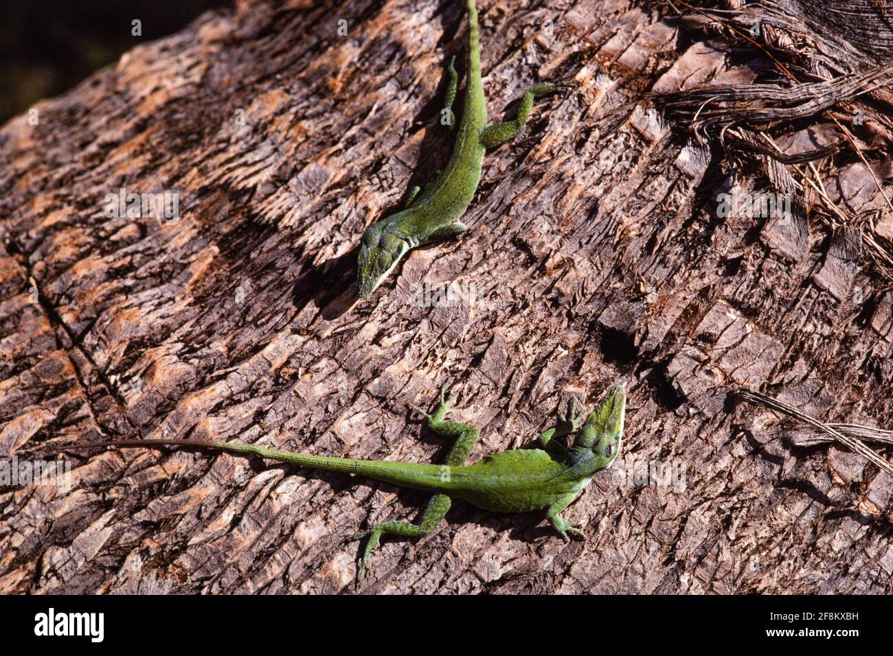 Aka american anole hires stock photography and images Alamy