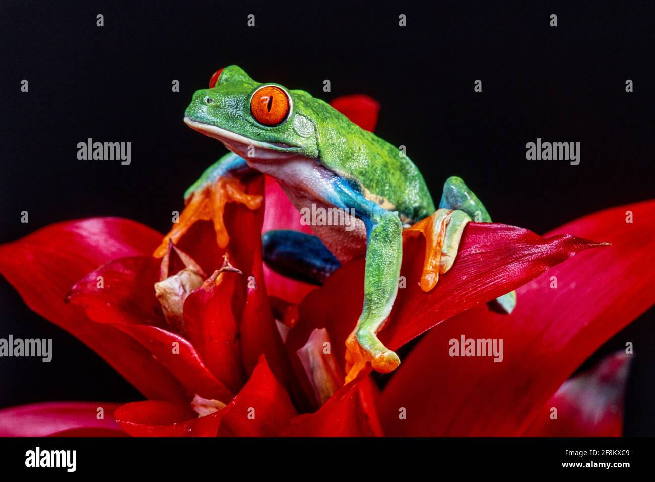 A Red-eyed Leaf Frog, Agalychnis callidryas, on a red bromeliad inflorescence.  These frogs are primarily nocturnal, sleeping during the day. Stock Photo