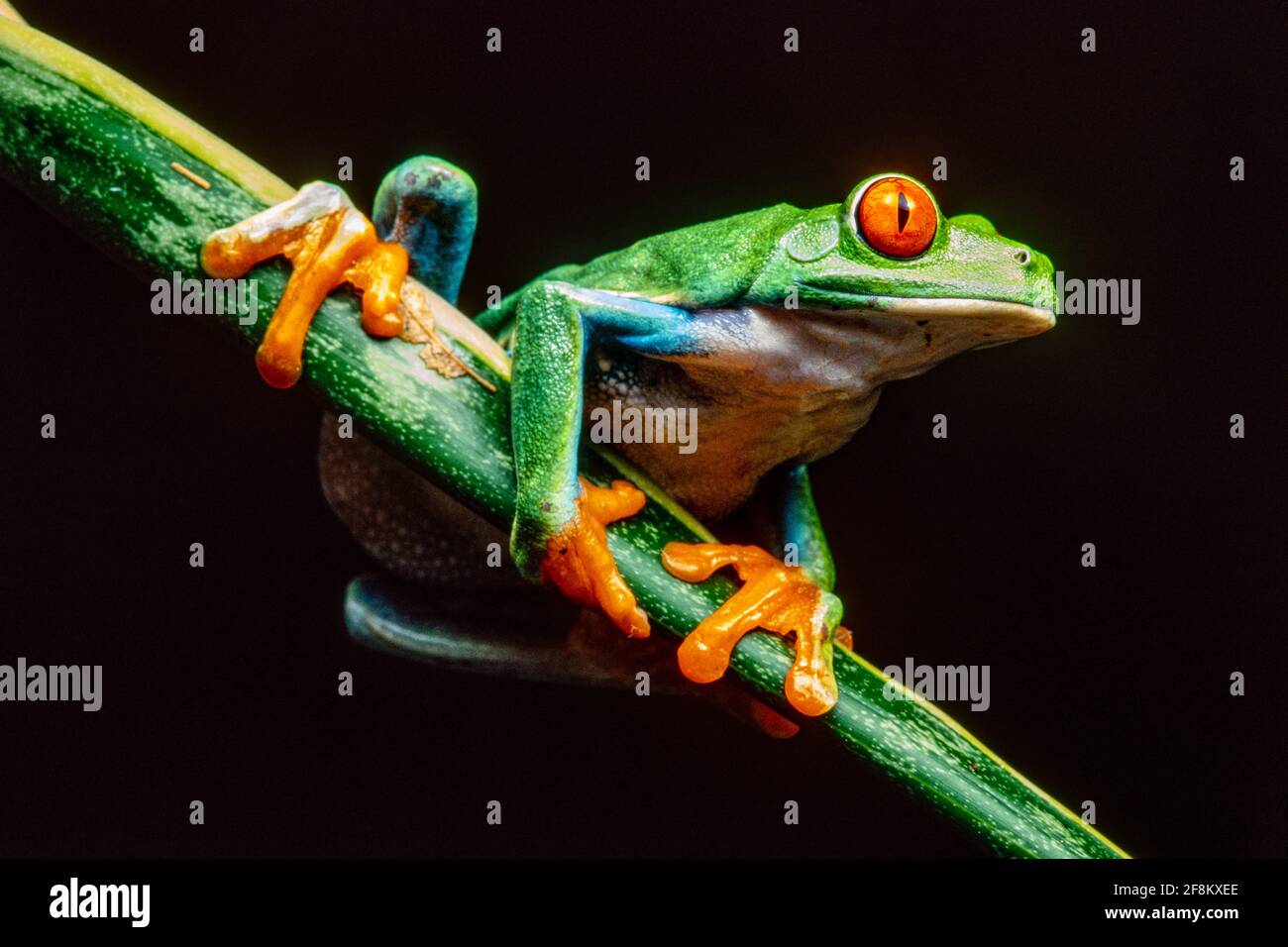 A Red-eyed Leaf Frog, Agalychnis callidryas, on a sansevieria plant.  These frogs are primarily nocturnal, sleeping during the day. Stock Photo