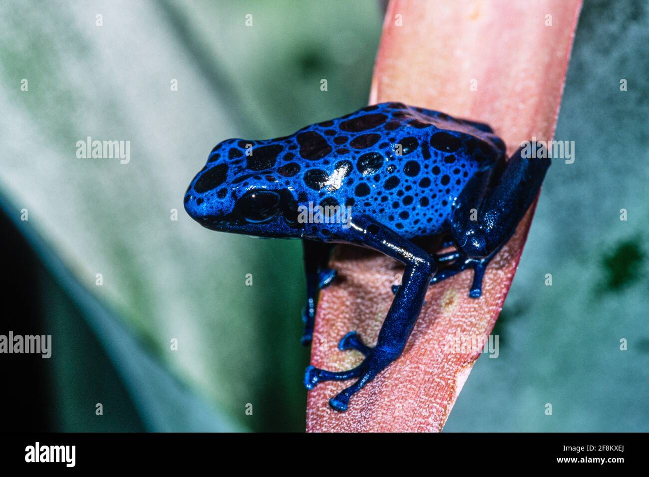 Brazil Frog Hi Res Stock Photography And Images Page 14 Alamy