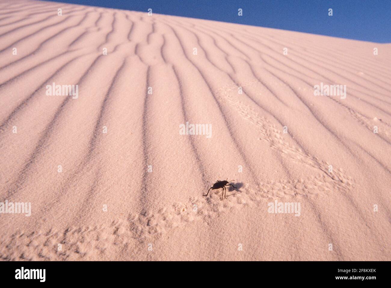 Pinacate hi-res stock photography and images - Alamy