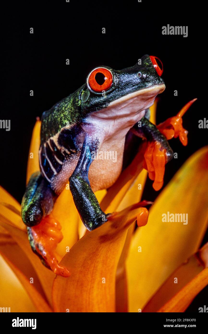 A Red-eyed Leaf Frog, Agalychnis callidryas, on a yellow bromeliad inflorescence.  These frogs are primarily nocturnal, sleeping during the day. Stock Photo