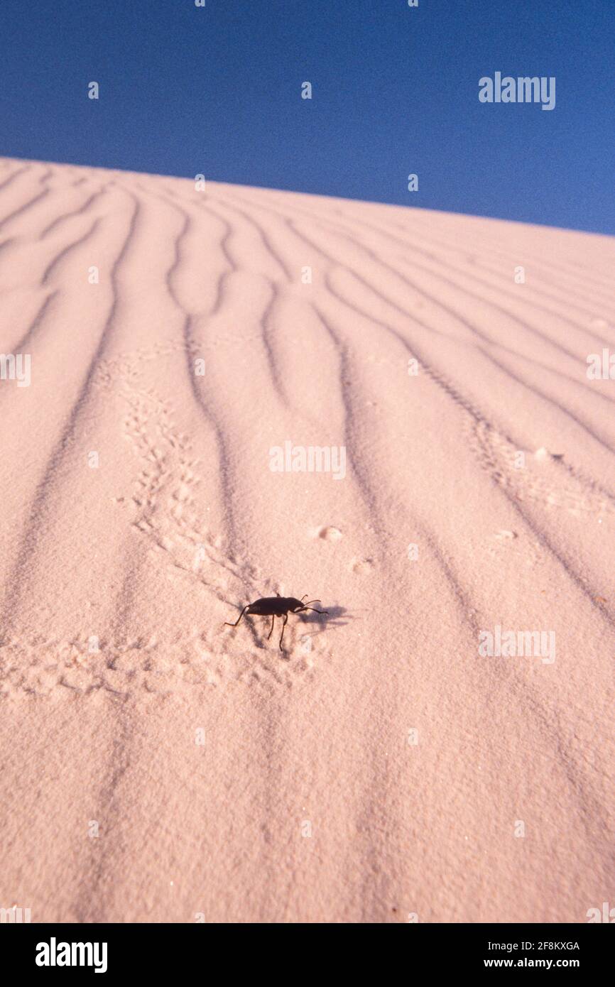 Insect tracks in the sand dune hires stock photography and images Alamy