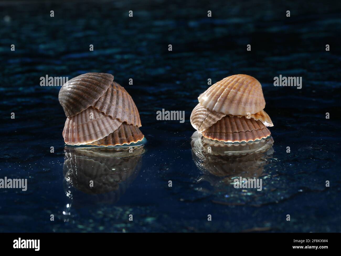 Sea shells arranged on a glass pan . Stock Photo