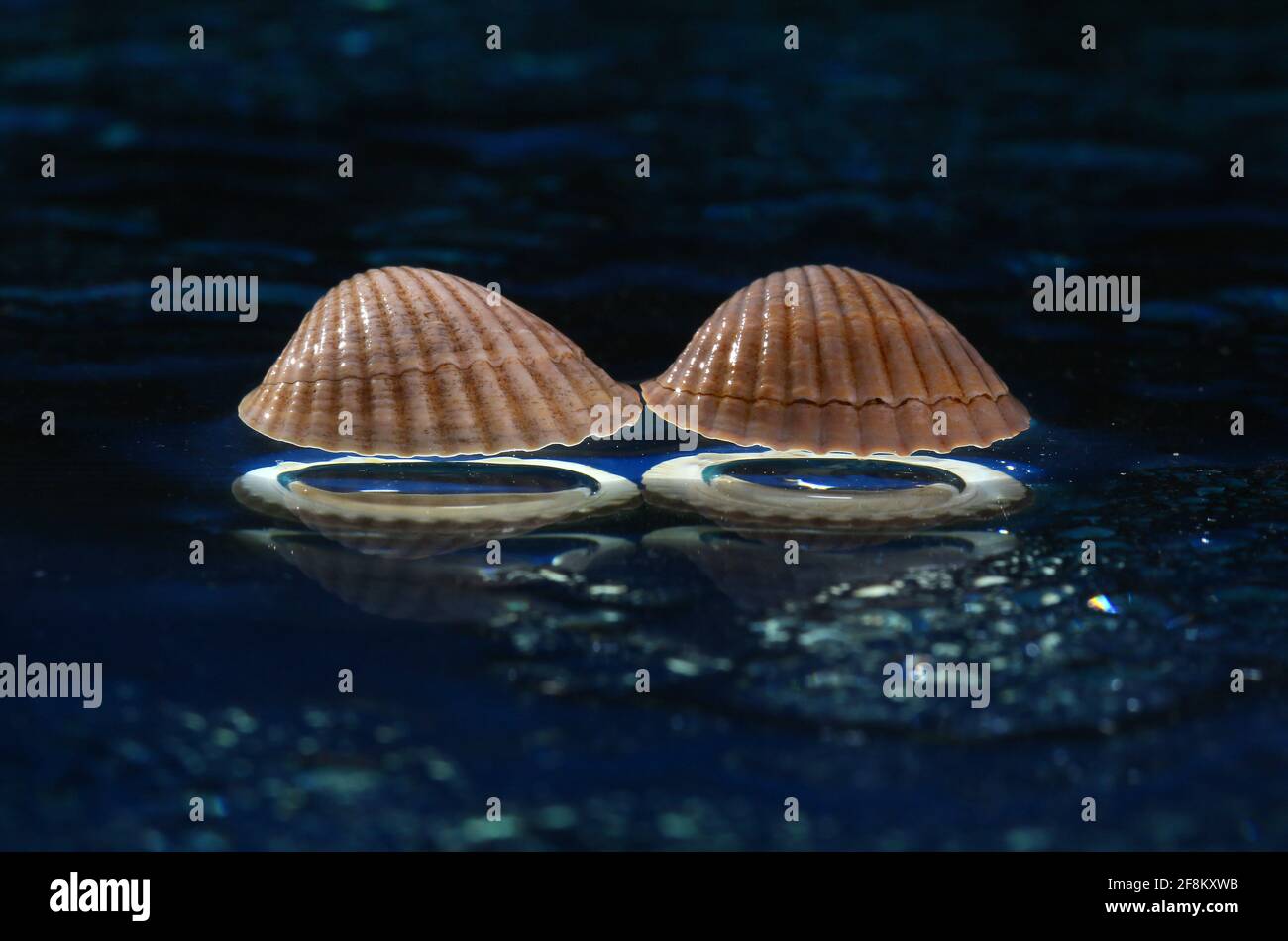 Sea shells arranged on a glass pan . Stock Photo