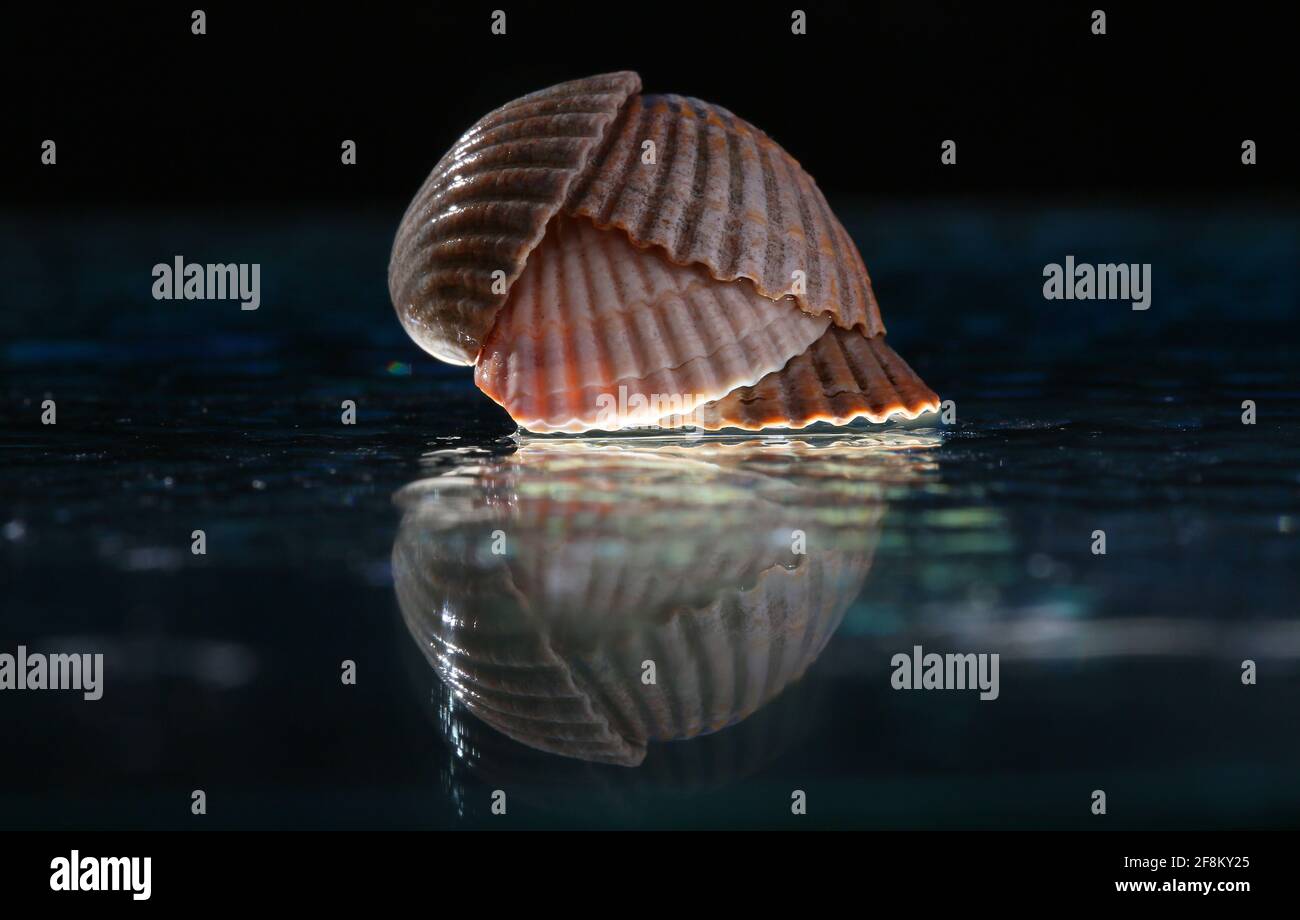 Sea shells arranged on a glass pan . Stock Photo