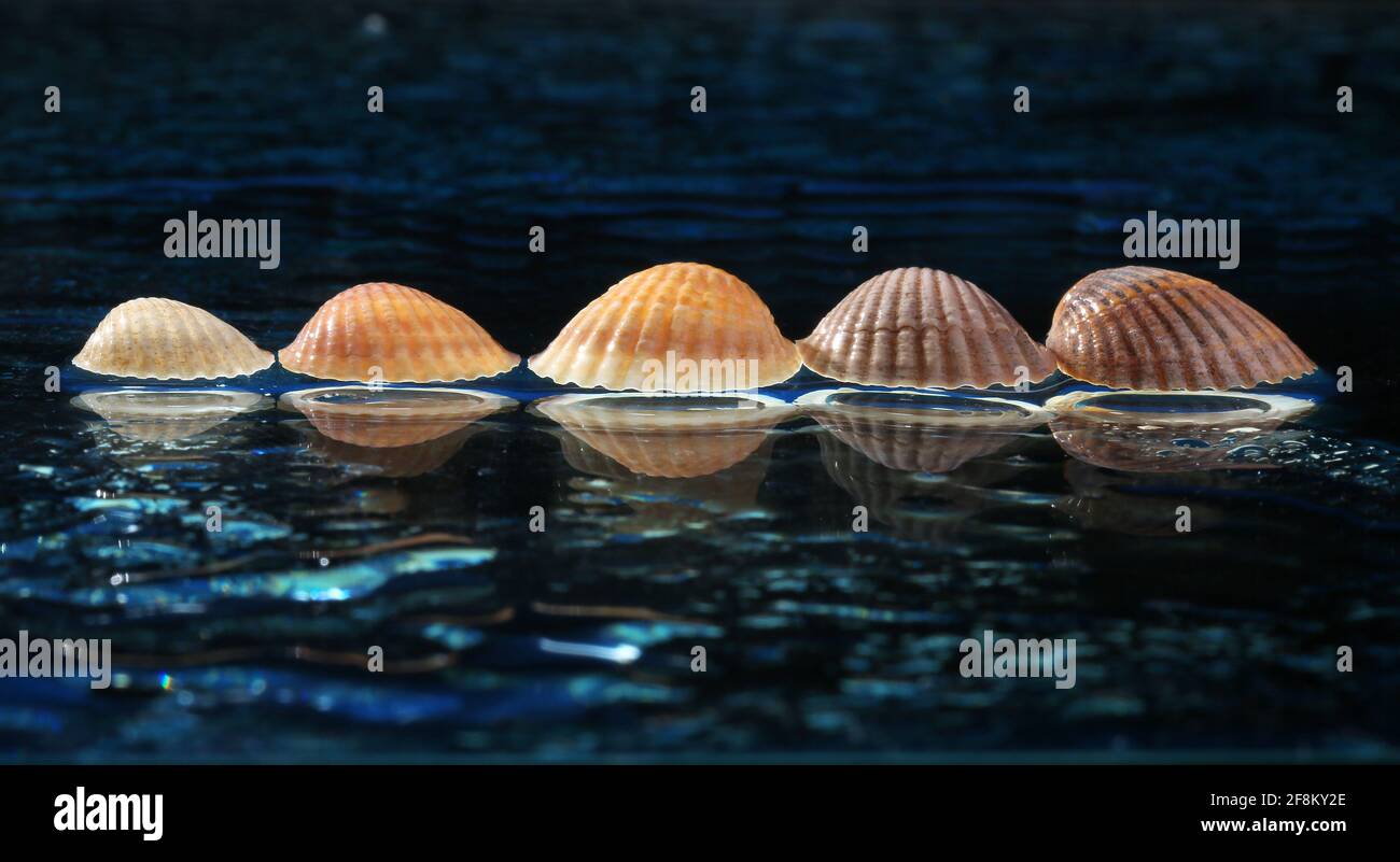 Sea shells arranged on a glass pan Stock Photo - Alamy