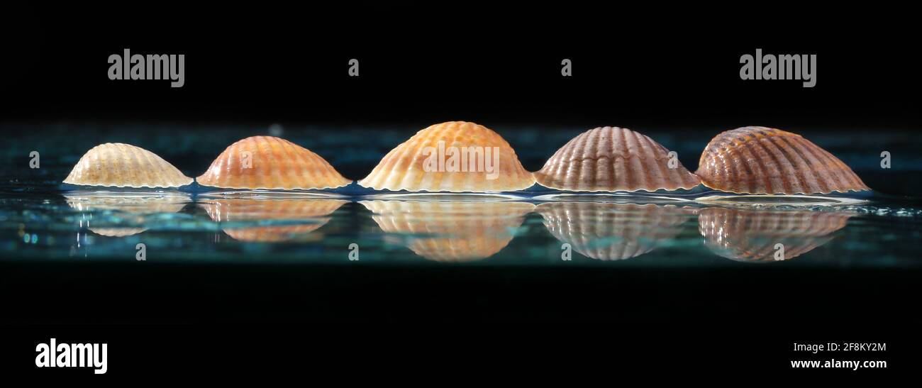 Sea shells arranged on a glass pan . Stock Photo