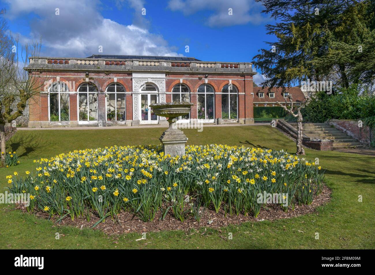 Daffodil display and fernery Ashbridge House Hertfordshire England Stock Photo