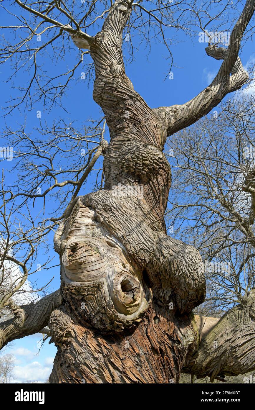 Detail extraordinary twisted tree Ashbridge House Gardens Hertfordshire England Stock Photo