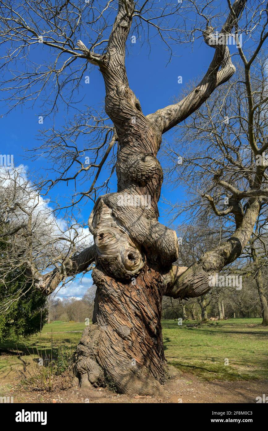 Extraordinary twisted tree Ashbridge House Gardens Hertfordshire England Stock Photo