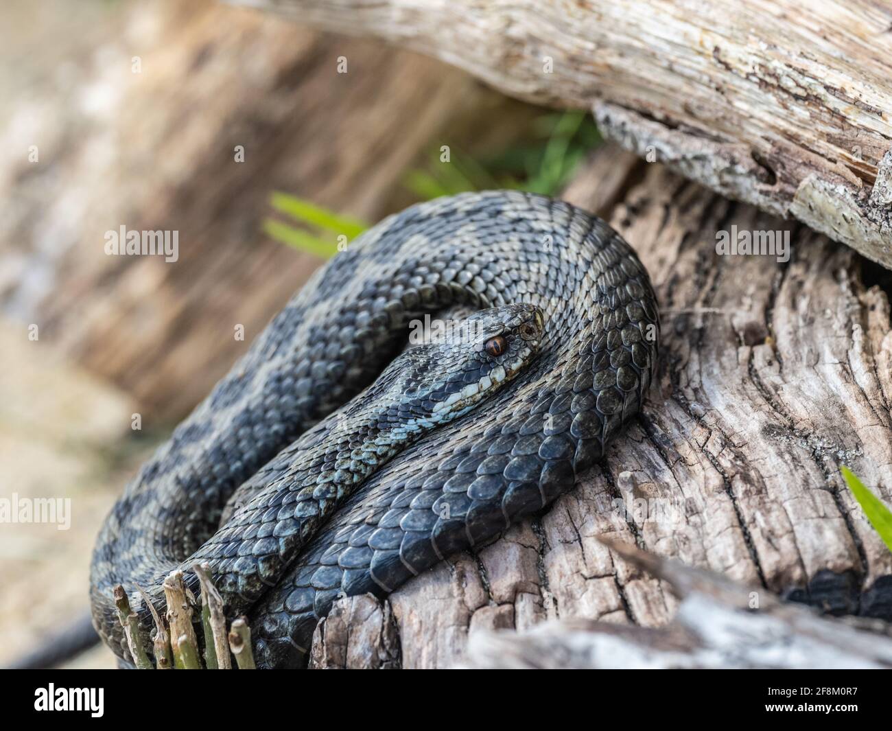 Adder Snake. Coiled up Stock Photo - Alamy