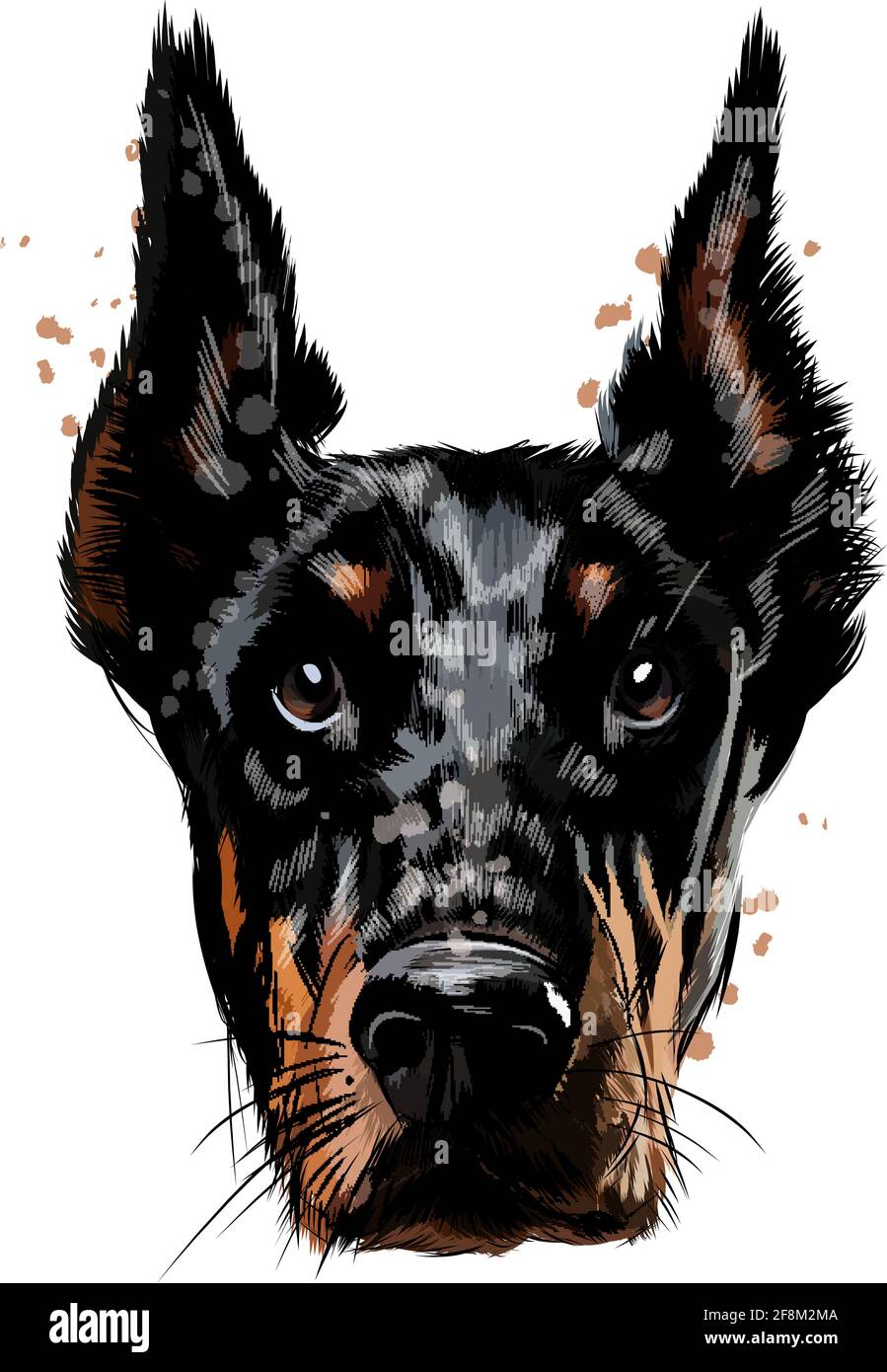 Doberman head portrait from a splash of watercolor, colored drawing, realistic. Vector