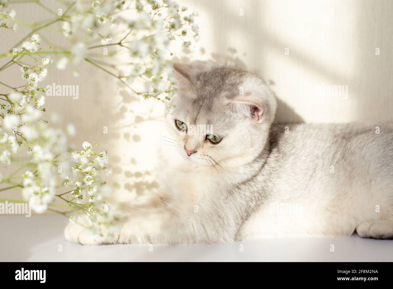 A cute white and gray British cat, green eyes, lies on a white table with a gypsophila flower Stock Photo