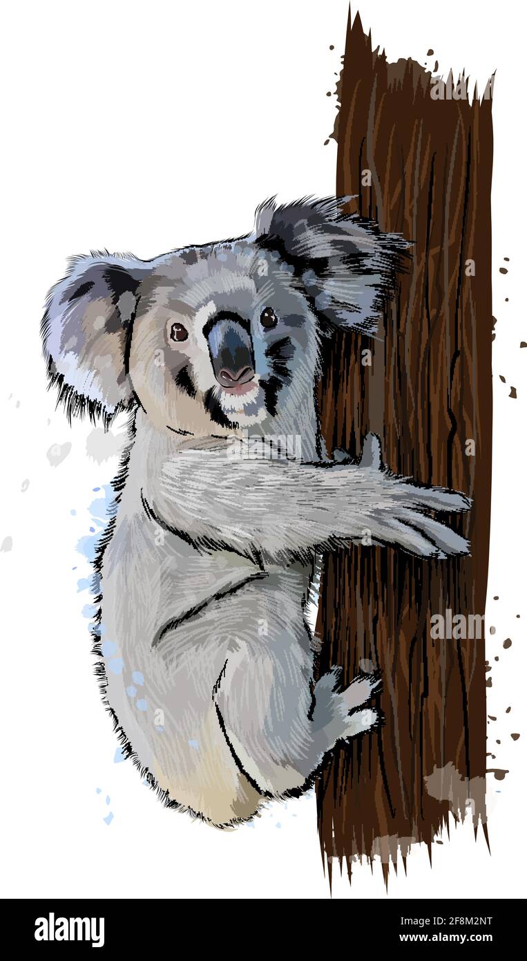 Koala from a splash of watercolor, colored drawing, realistic. Vector  illustration of paints Stock Vector Image & Art - Alamy
