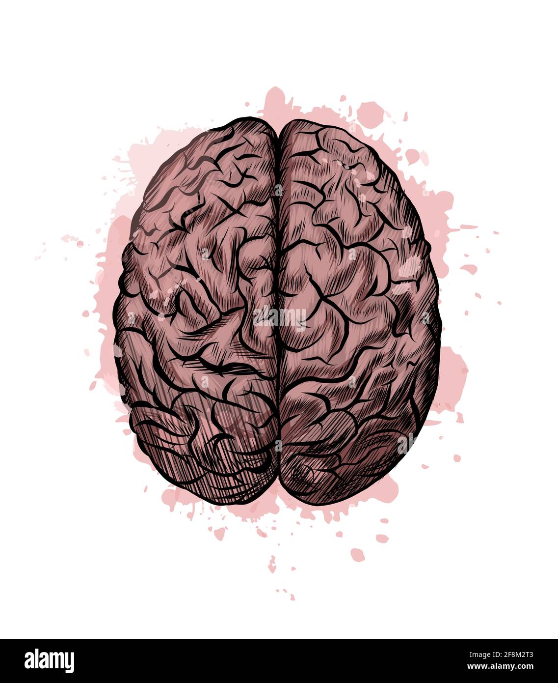 Human brain from a splash of watercolor, colored drawing, realistic